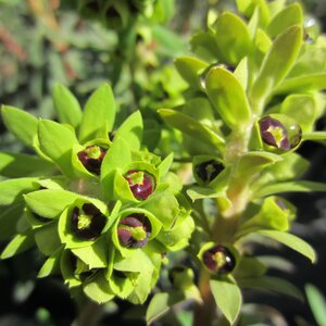 Euphorbia characias 'Black Pearl' - image 1