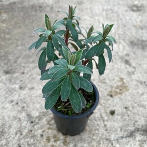 Euphorbia characias wulfenii