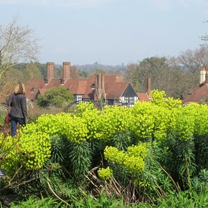 Euphorbia characias wulfenii