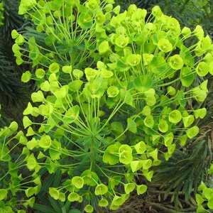 Euphorbia characias wulfenii