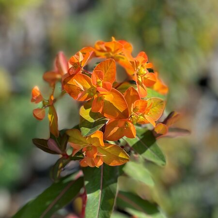 Euphorbia griffithii 'Beauty Orange'