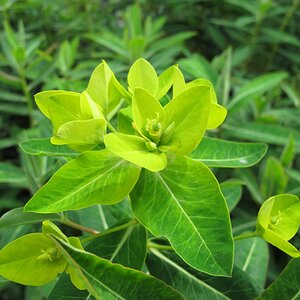 Euphorbia wallichii