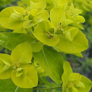 Euphorbia wallichii