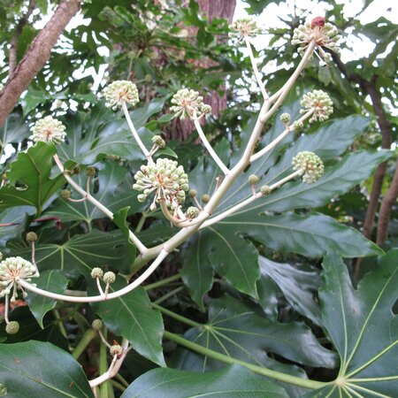 Fatsia japonica