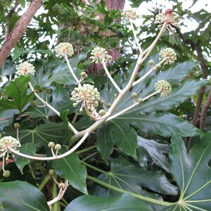 Fatsia japonica