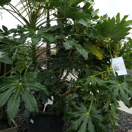 Fatsia japonica