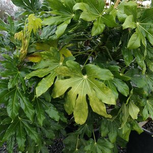 Fatsia japonica