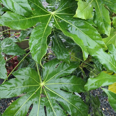 Fatsia japonica