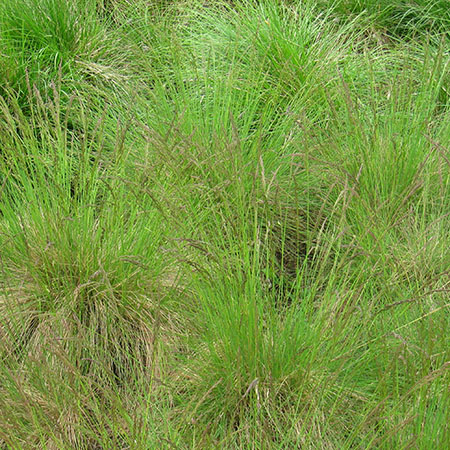 Festuca amethystina