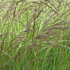 Festuca amethystina