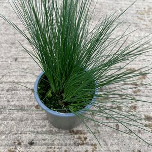 Festuca amethystina