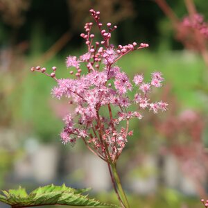 Filipendula 'Red Umbrellas' - image 1