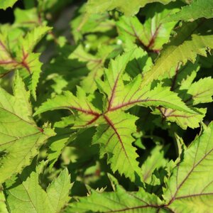 Filipendula 'Red Umbrellas' - image 2