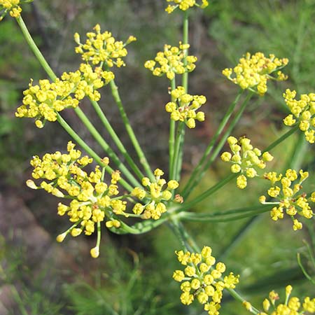 Foeniculum vulgare