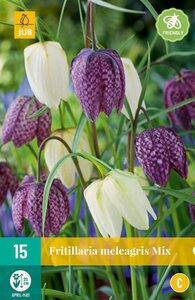 Fritillaria Meleagris Mix (15)