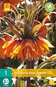 Fritillaria Sunset