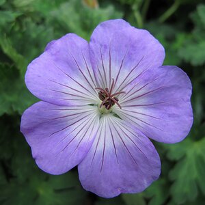 Geranium 'Azure Rush' PBR