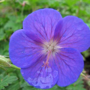 Geranium himalayense 'Gravetye'