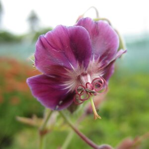 Geranium phaeum 'Samobor'