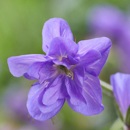 Geranium pratense 'Azure Skies' PBR