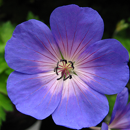 Geranium 'Rozanne'