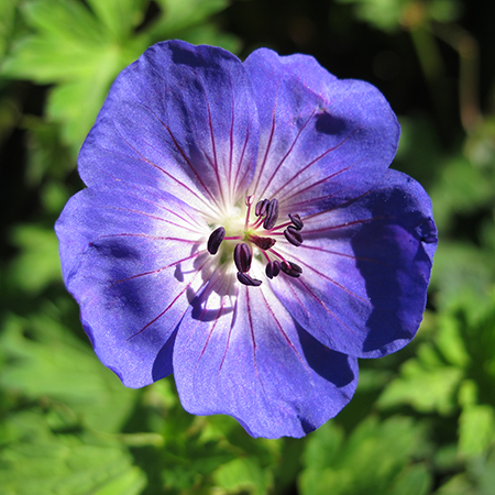 Geranium 'Rozanne'