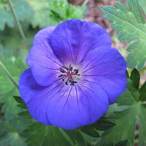 Geranium 'Rozanne'