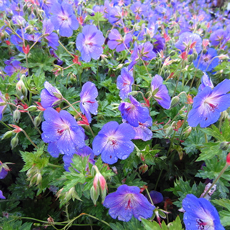 Geranium 'Rozanne'