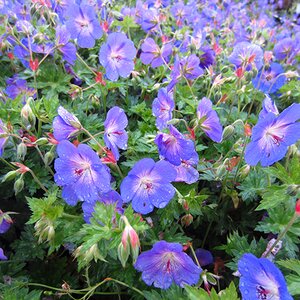 Geranium 'Rozanne'