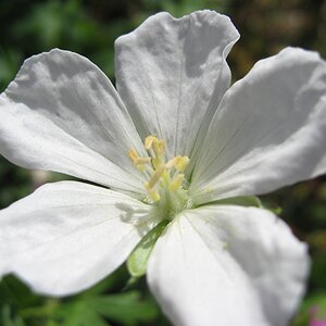 Geranium sanguineum 'Album'