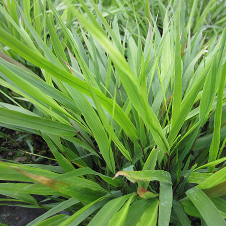 Hakonechloa macra