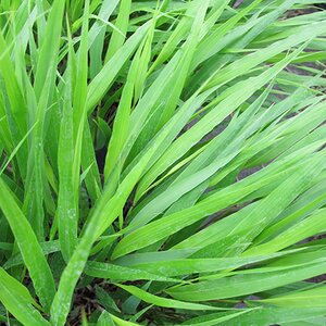 Hakonechloa macra