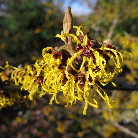 Hamamelis intermedia 'Arnold Promise'