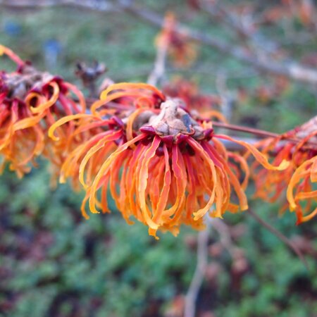 Hamamelis intermedia 'Jelena'3L