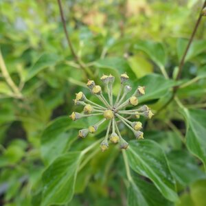 Hedera helix 'Arborescens'