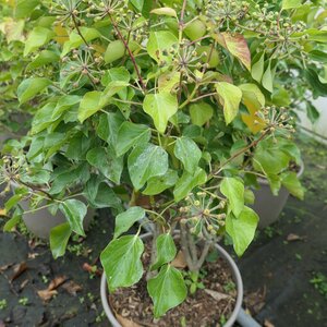 Hedera helix 'Arborescens'