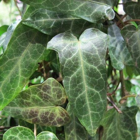 Hedera pastuchovii 'Ann Ala'