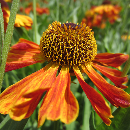 Helenium 'Waldtraut'