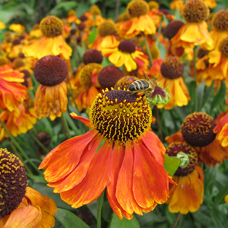 Helenium 'Waldtraut'