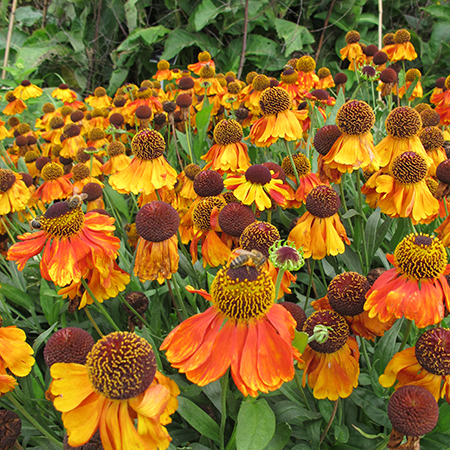 Helenium 'Waldtraut'