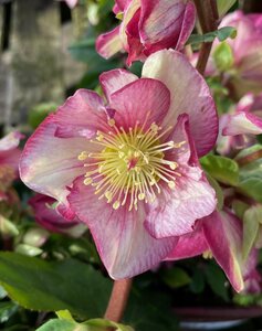 Helleborus HGC Ice N Roses Carlotta 2L pot