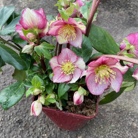 Helleborus HGC Ice N Roses Carlotta 2L pot