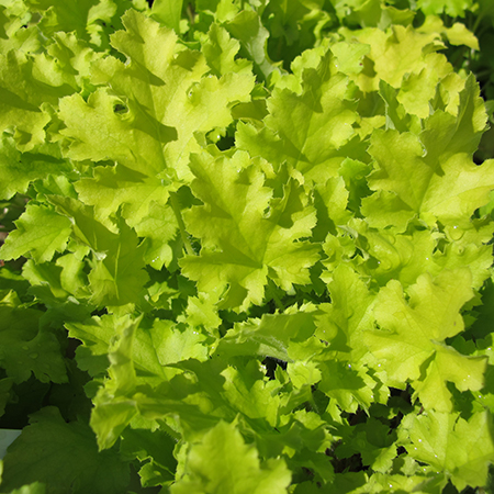 Heuchera 'Lime Marmalade'