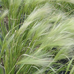 Hordeum Jubatum