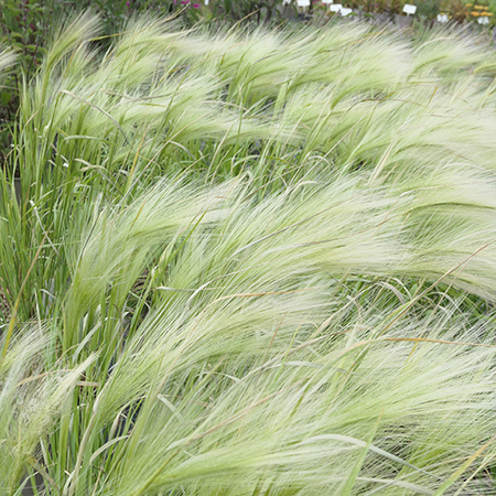 Hordeum Jubatum