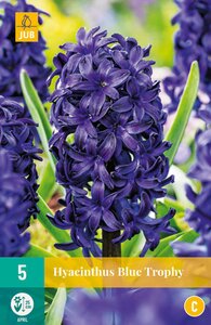 Hyacinthus Blue Trophy