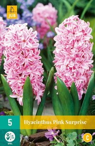 Hyacinthus Pink Surprise