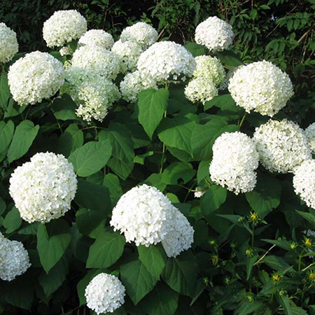 Hydrangea arborescens Strong Annabelle PBR