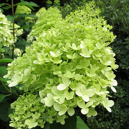 Hydrangea paniculata 'Limelight'