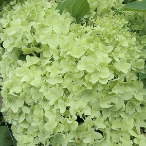 Hydrangea paniculata 'Limelight'